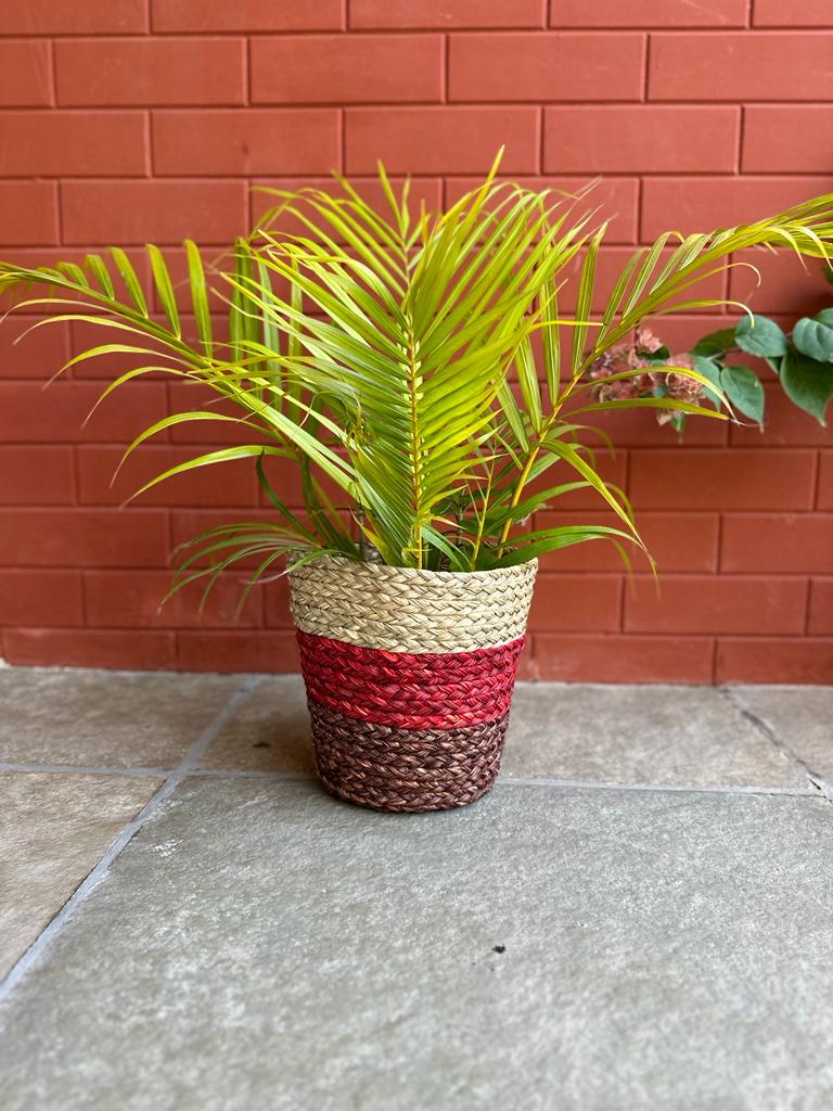 Sabai grass Planter