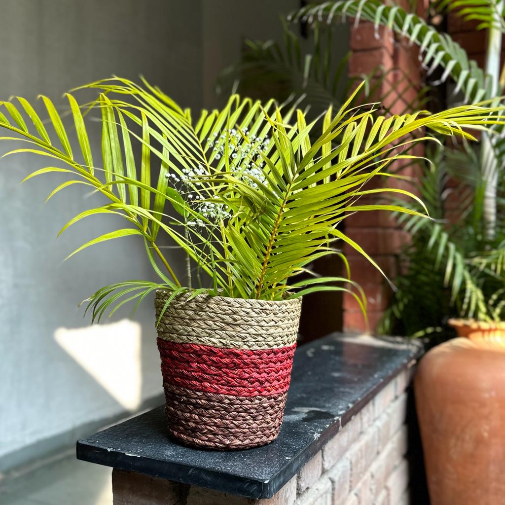 Sabai grass Planter