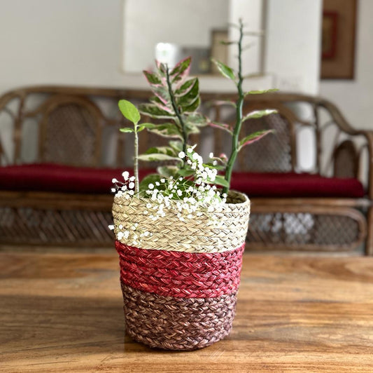 Sabai grass Planter